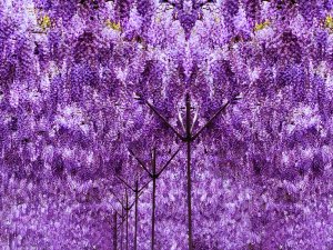 紫，大自然溫暖的音符