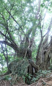 三角洲嶺北峰 獅球嶺砲台群 獅球嶺池