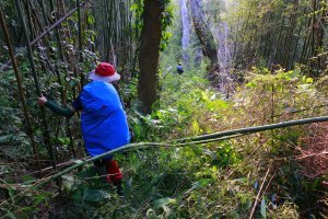 D11 穿霧隘勇古道－東勢客家文化園區，樟之細路最終章