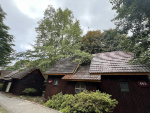 來去森林住一晚! 大雪山國家森林遊樂區小木屋7/21起重新提供住宿 體驗山林星夜的療癒時光