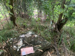 20240706屏東基石-竹葉