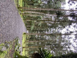宜蘭：福山植物園