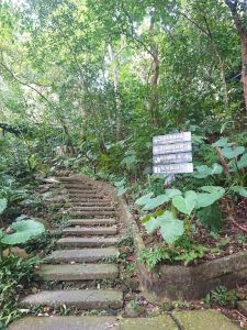 大板根森林步道