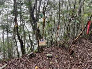 2023-05-08 藤枝山（小百岳、茶園上）