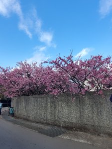 鵝尾山水田＞平菁街賞櫻＞坪頂新圳＞坪頂古圳＞溪和宮