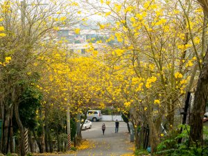 坑內坑森林步道—風鈴木