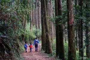 【嘉義】霧、茶之道經樂野山登霹靂山下頂湖