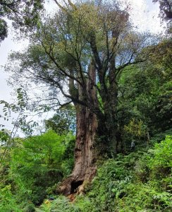 拉拉喀斯神木【特富野】