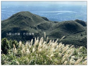 七星山步道、芒花搖曳