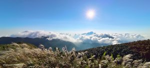 又到了陽明山芒花季