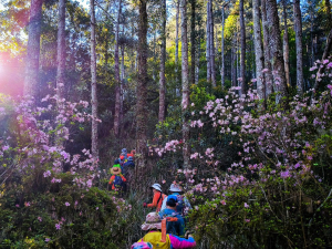 ❤ 松針織就的縱走詩篇—平多縱走的絕美與淬鍊