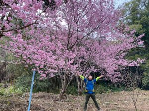 石壁木馬古道.雲嶺之丘.番子田山