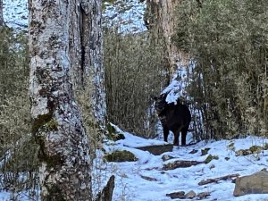 雪山主東峰登山計畫