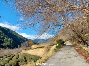 【台中和平】盡收繽紛。 武陵農場茶園步道