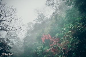 三義霧の森