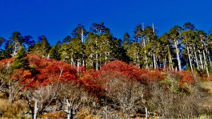 秋季賞雪山巒大花楸一日遊～