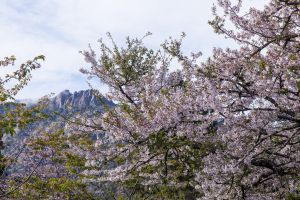 春 / 滿滿的阿里山