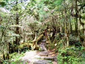 隱身翠峰湖旁的苔原奇景