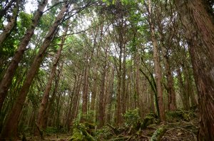 十年樹木百年森林─太平山的造林