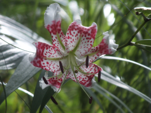 平溪區東勢格越嶺古道+孝子山步道(慈恩嶺+慈母峰)探花(艷紅鹿子百合)路線O型