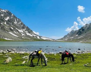 喀什米爾/馬牛羊駱駝動物寫真