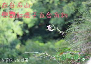 桃園【大溪】 在白石山與艷紅鹿子百合有約/季節回憶篇