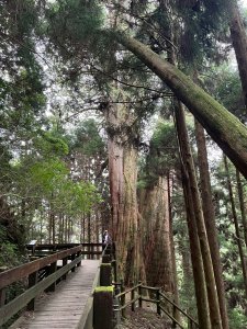 新竹 五峰 觀霧國家森林遊樂區 蜜月小徑+檜山巨木群步道