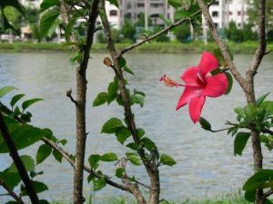 碧湖公園環湖步道