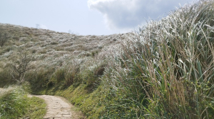 天蒼蒼、野茫茫，芒花翻飛的頂山石梯嶺步道