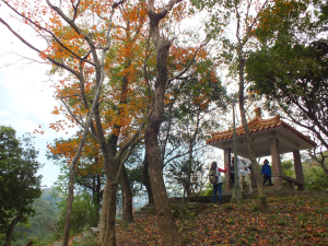 汐止區拱北殿楓葉+三秀山O型