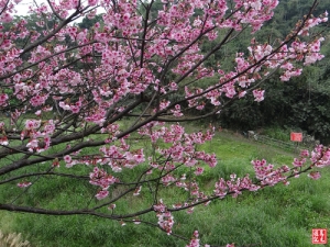 東湖樂活公園櫻花步道