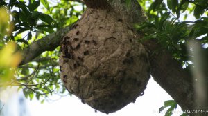 《台中》虎頭蜂巢｜大坑5號登頭嵙山黑松亭（聖普宮）20250809