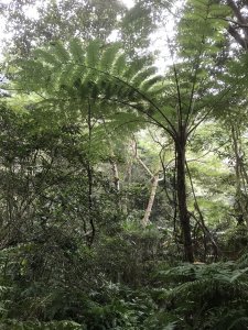 小百岳石門山半日遊