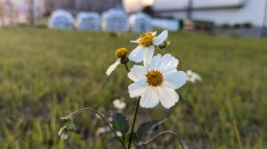 Akira

己仔