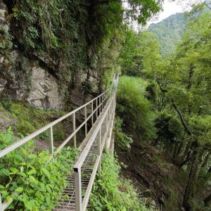 石山引水道 鹿林神木