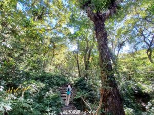 【台中和平】生態廊道。 雪山坑環線步道x巨人之手觀景點