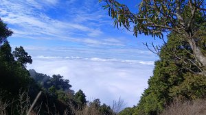 守城大山茶園登山口前驚見超級巨大螳螂