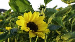 Joyce Ying-Ling Hong