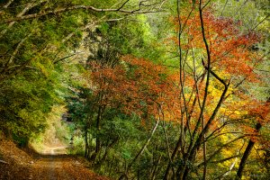 [冬訪大霸聖山岳參行]-大鹿林道東線榆金楓紅與九九山莊精選輯