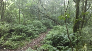 基隆七堵, 姜子寮步道, 2015/06/06