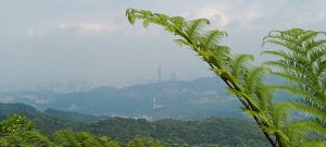 二格山步道(栳寮線)-2024/04/04