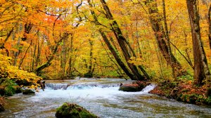 青森縣奧入瀨溪