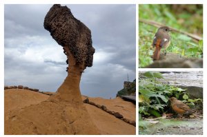 野柳地質公園：因特殊海岸地質景觀聞名的觀光勝地＆賞鳥者的天堂