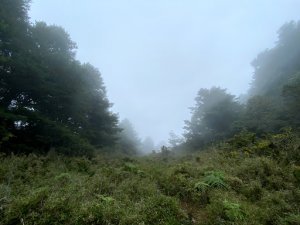 嘉義 阿里山鄉 石山步道 仙境一日遊