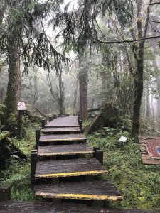 ［山系野遊］太平山原始檜木步道