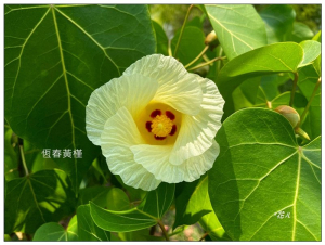 恒春黄槿の花開