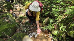 2025桐花大爆發，台灣最大的賞桐花景點，土城桐花公園、天上山及火焰山的桐花大爆發