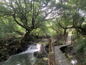 竹子湖黑森林、竹子湖山、水車寮步道