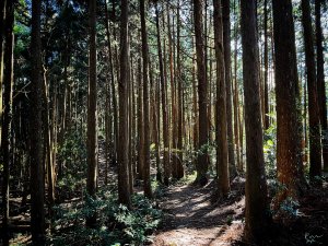 高島縱走兩天一夜｜迷幻森林步道、絕美柳杉林營地、跨年最chill的野營