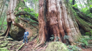 《嘉義》樹抱石神木｜悠遊二萬平車站O繞